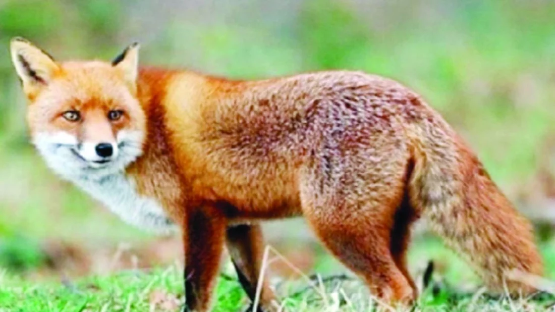 কিশোরগঞ্জে শিয়ালের কামড়ে দুই বছর বয়সী শিশুর মর্মান্তিক মৃত্যু